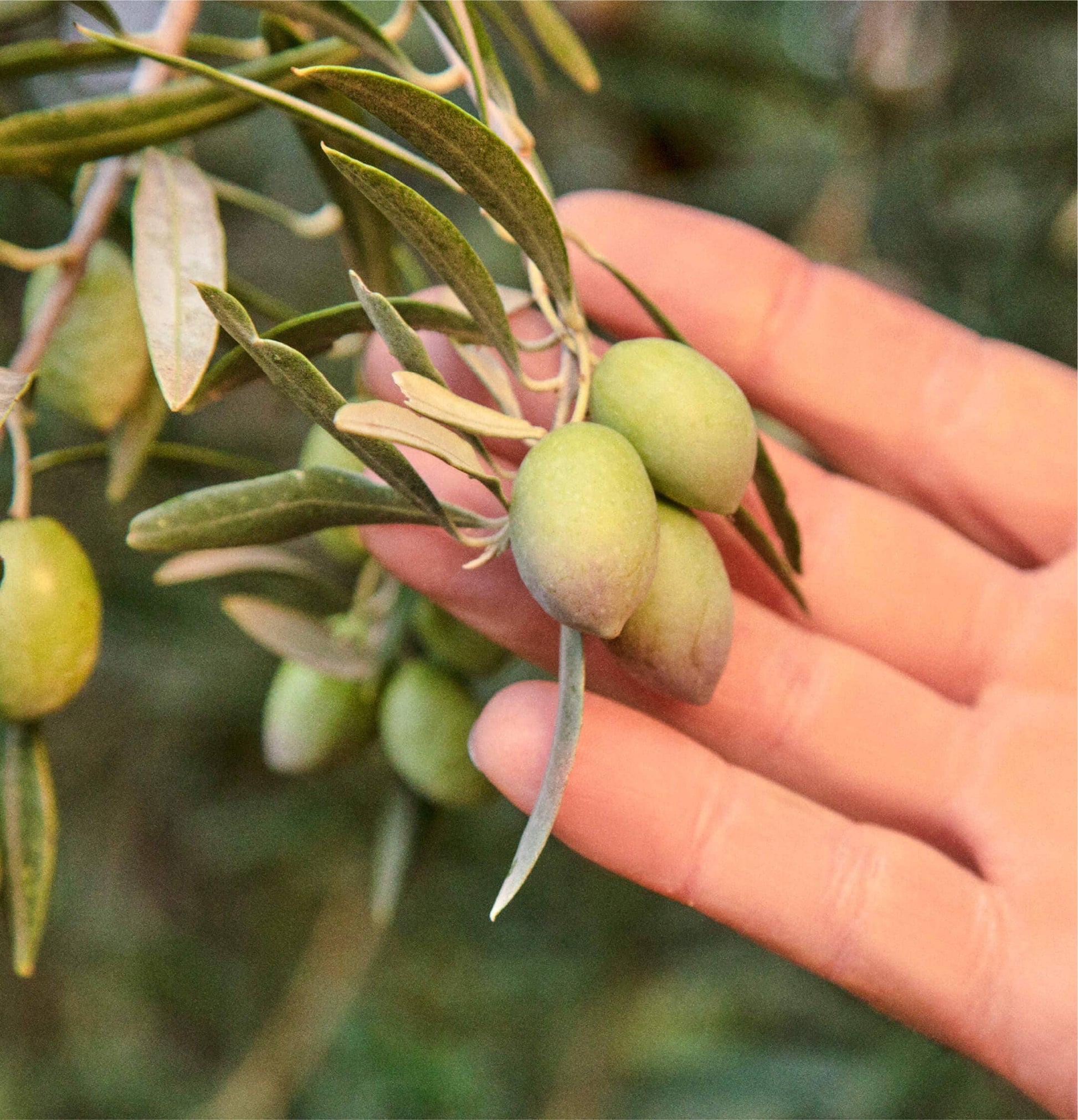 Drizzle is pressed from the season's first harvest, creating a super concentrated olive oil.